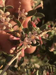 Symphoricarpos longiflorus