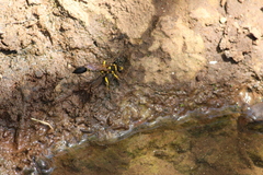 Sceliphron fistularium