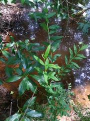 Hypericum nudiflorum