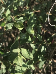 Symphoricarpos longiflorus