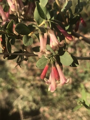 Symphoricarpos longiflorus