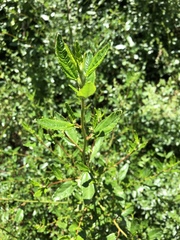 Ceanothus parryi