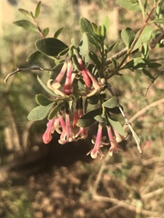 Symphoricarpos longiflorus