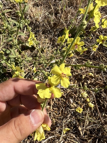 Wavyleaf mullein (Verbascum sinuatum)