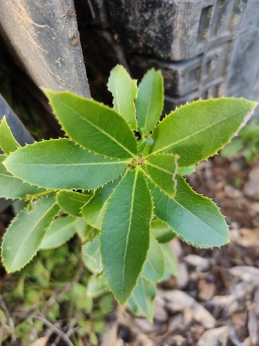 Image of Denhamia bilocularis by (c) Tony van Kampen, some rights reserved (CC BY)