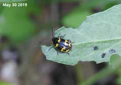 Gallerucida bifasciata