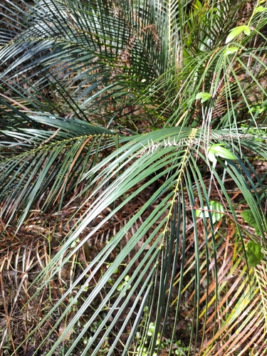 Macrozamia mountperriensis, photograph 4