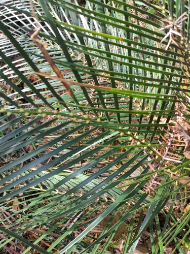 Macrozamia mountperriensis, photograph 5