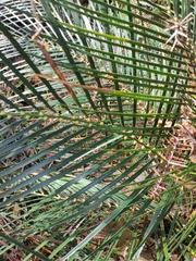 Macrozamia mountperriensis, photograph (c) Tony van Kampen, some rights reserved (CC BY)