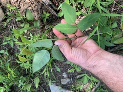 Desmodium laevigatum