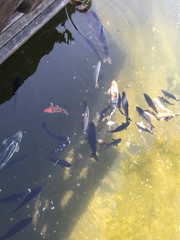 Cyprinus rubrofuscus