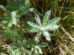 Lupinus densiflorus densiflorus