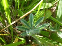 Lupinus densiflorus densiflorus
