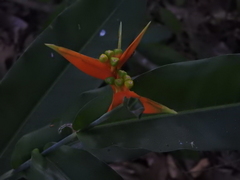 Heliconia aurantiaca