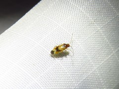 Ceratocapsus apicalis