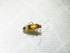 Ceratocapsus apicalis