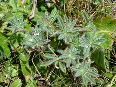 Lupinus densiflorus densiflorus