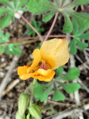 Cochlospermum wrightii, photograph Sinaloa Silvestre, CC0, iNaturalist via GBIF