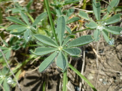 Lupinus densiflorus densiflorus