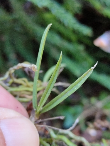 Image of Sarcochilus loganii by (c) Tony van Kampen, some rights reserved (CC BY)