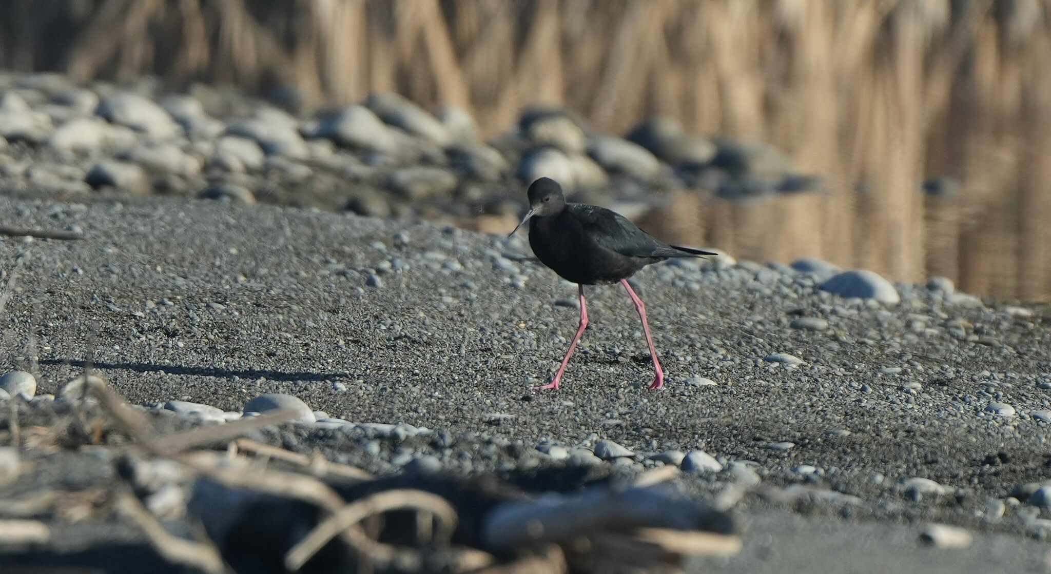 Black Stilt illustration