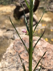 Sairocarpus virga