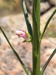 Sairocarpus virga