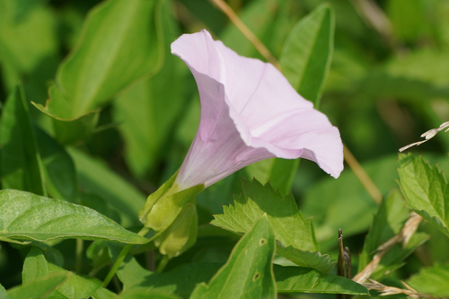 Calystegia pubescens f. albiflora iNat (2)