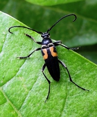 Typocerus lunulatus