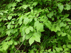 Philadelphus lewisii