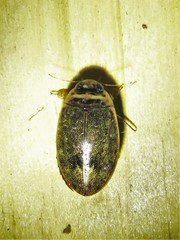 Thermonectus nigrofasciatus