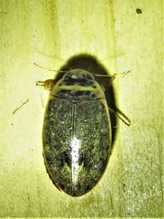Thermonectus nigrofasciatus
