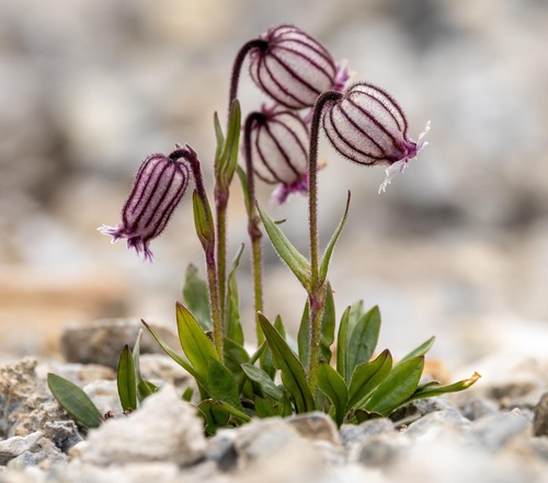 Silene uralensis (Rupr.) Bocquet