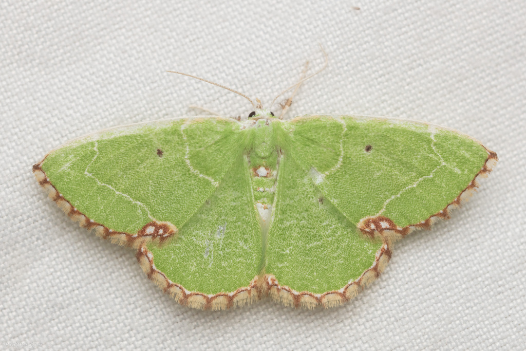 Proteuchloris neriaria