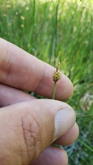 Carex capitata