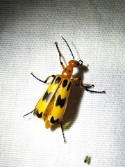 Pyrota fasciata