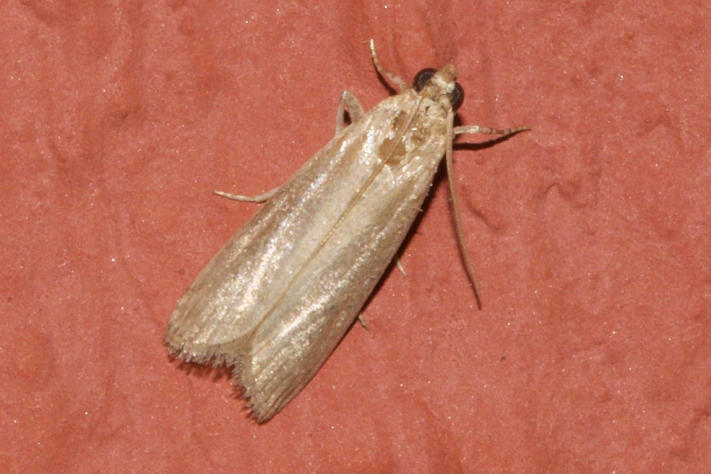 Leucoides