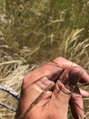 Nassella lepida