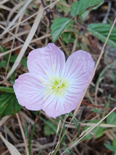 Oenothera speciosa