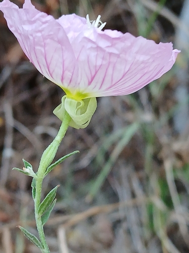 Oenothera speciosa