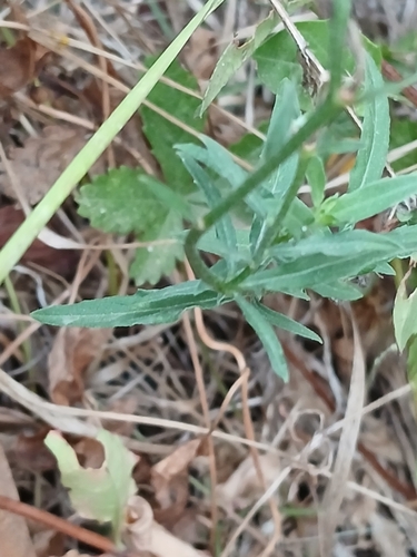 Oenothera speciosa
