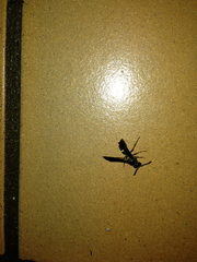 Ancistrocerus unifasciatus