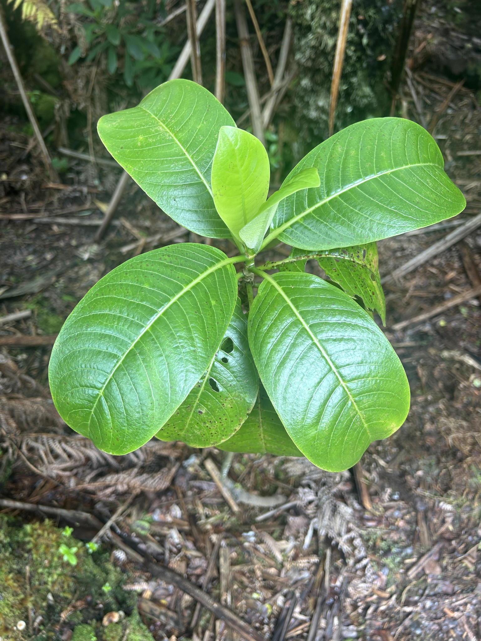 Psychotria hawaiiensis