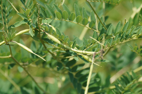 Image of Shrubby Sophora (Sophora flavescens) by (c) WATANABE Hitoshi 渡辺仁, some rights reserved (CC BY)