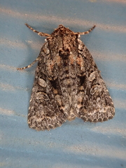 Eriopygini