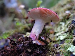 Russula roseopileata