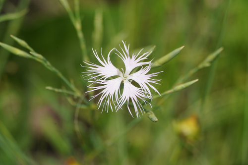 Image of Dianthus longicalyx by (c) WATANABE Hitoshi 渡辺仁, some rights reserved (CC BY)