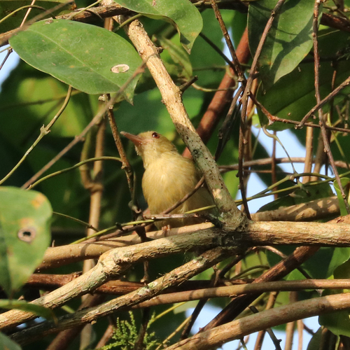 iNaturalist image