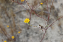 Chaenactis glabriuscula glabriuscula