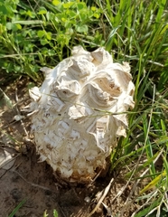 Calvatia sculpta